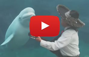 Wieloryb tańczy, tańczą jego płetwy [VIDEO]