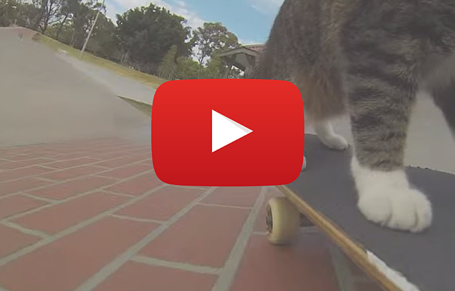 Kot, który ma niezwykłe hobby [VIDEO]