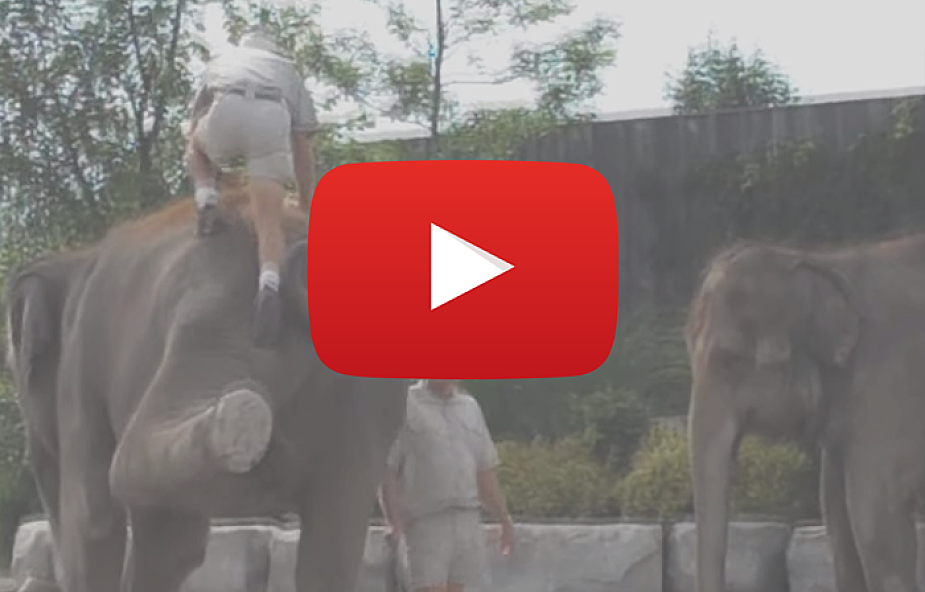Niefortunna próba wejścia na słonia [VIDEO]