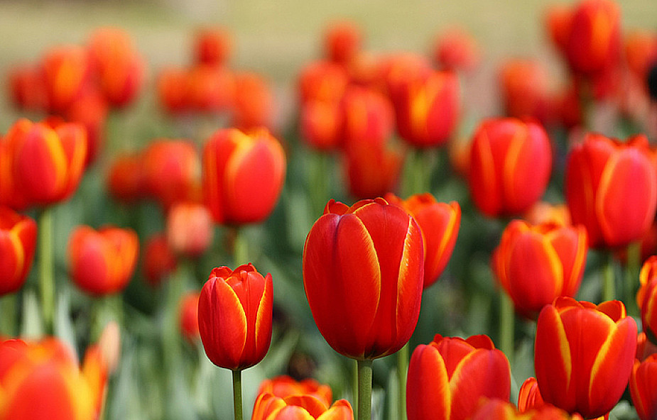 Tulipany Narodowego Dnia Życia rozdane