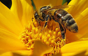 System "Maja" pomoże pszczelarzom