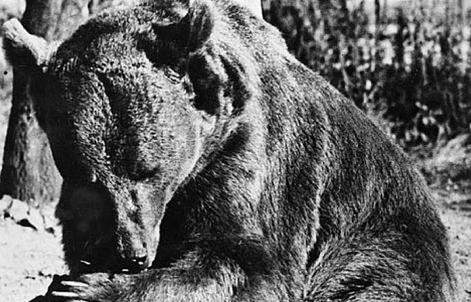 Pomnik niedźwiedzia Wojtka we Włoszech