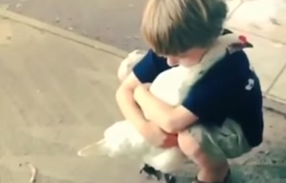 Mały chłopiec przytula kurę [VIDEO]
