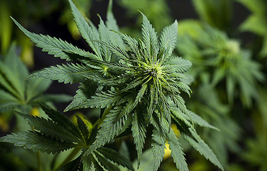 Pacjenci apelują o legalizację marihuany