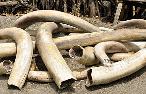 Tajlandia skonfiskowała 4 tony kości słoniowej