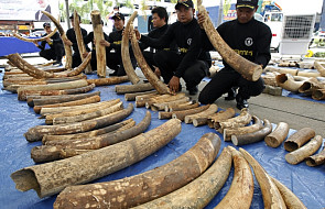 3 tony kości słoniowej skonfiskowane w Tajlandii