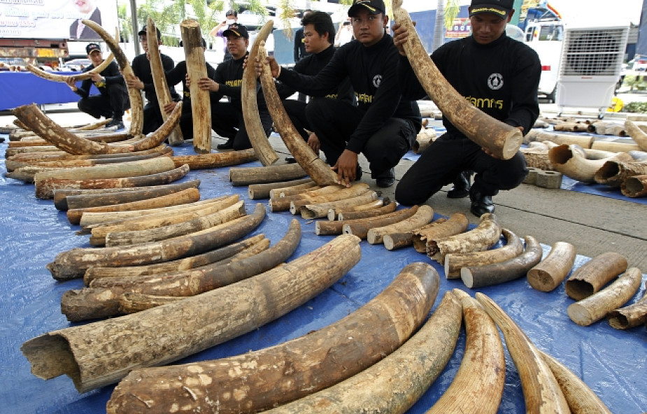 3 tony kości słoniowej skonfiskowane w Tajlandii