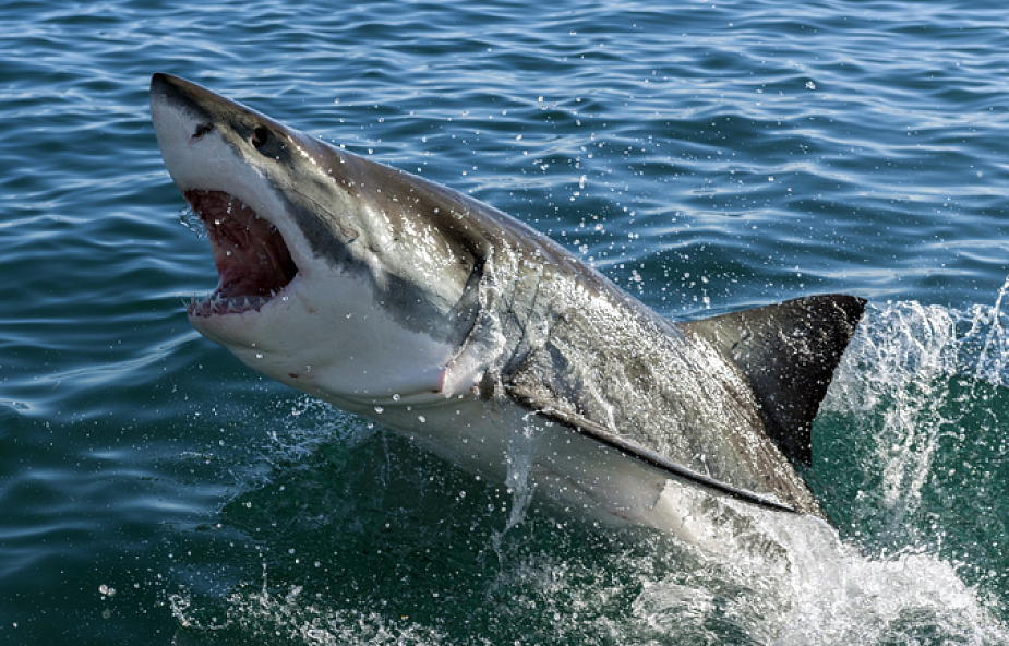 USA: rekiny ciężko poraniły dwoje nastolatków