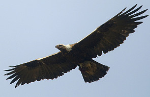 Karpaty: pięć młodych orłów przednich wkrótce opuści gniazda