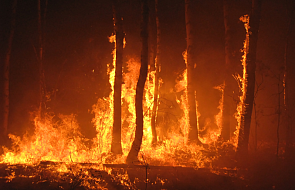 Kampinoski Park Narodowy: spłonęło 6 ha lasu