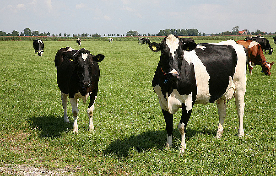 Rolnicy zapłacą karę za przekroczenie kwoty mlecznej