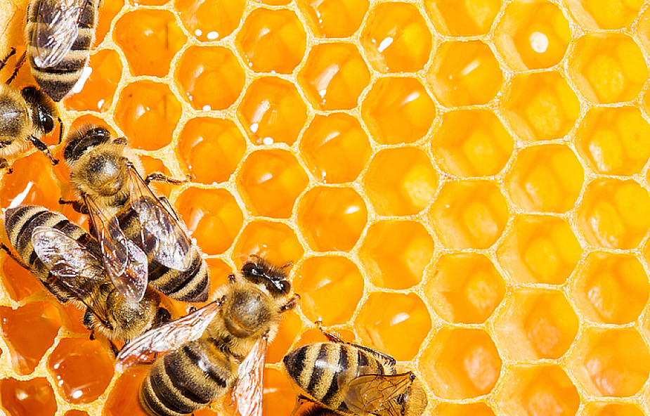 Dlaczego pszczoły są tak ważne?