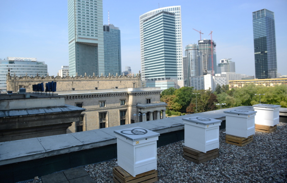 Miejskie pszczoły na dachu Pałacu Kultury i Nauki
