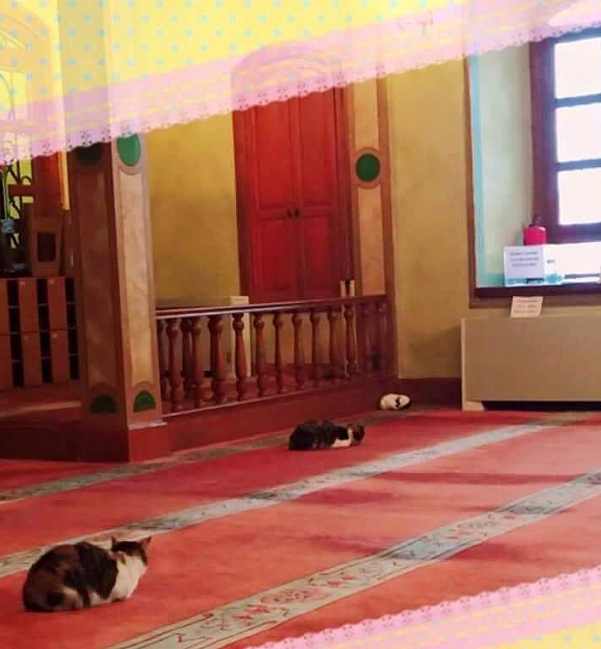 Imam zaprosił do meczetu... zmarznięte koty [WIDEO] - zdjęcie w treści artykułu nr 2