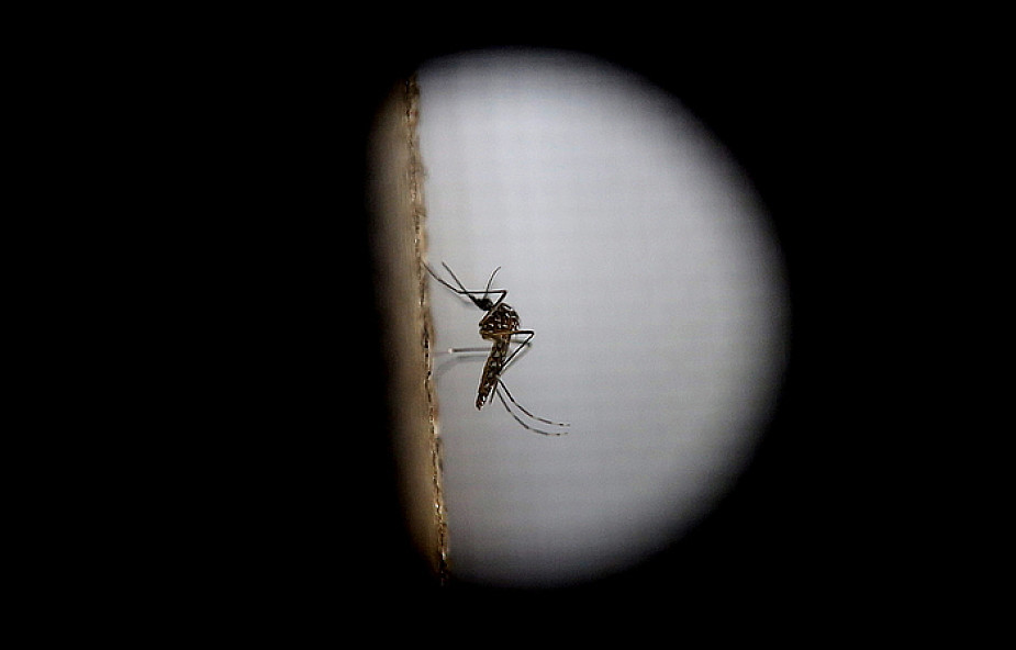 WHO: wirus Zika przenoszony drogą płciową