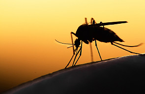 Brazylia: Biskupi wzywają do walki z plagą komarów