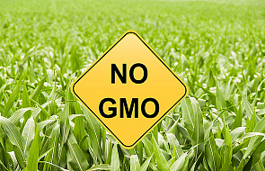 19 krajów Unii wprowadziło zakaz uprawy GMO