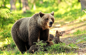 Słowackie Tatry: zagrożenie atakami niedźwiedzi