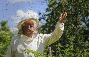 Polscy naukowcy uchronią pszczoły