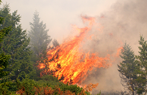 Portugalia: kilkset pożarów lasów
