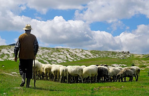 Jak rozumieć tego nieostrożnego pasterza?