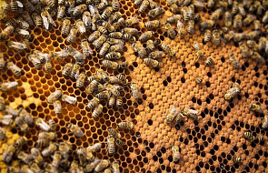 Pszczoły lubią miasto - miasto lubi pszczoły