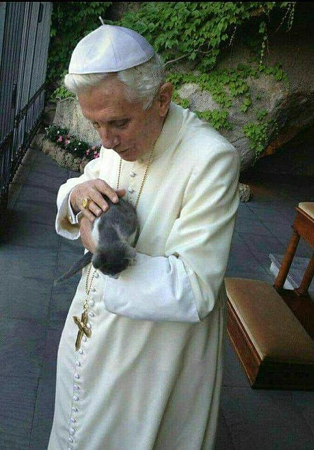 Papież Benedykt znów dał się sfotografować z kotkami. Jest bardziej słodko niż poprzednio - zdjęcie w treści artykułu