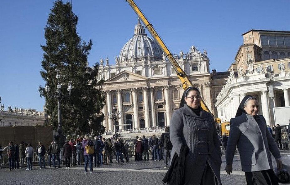 Watykan: ozdoby z Werony udekorują polską choinkę na placu św. Piotra