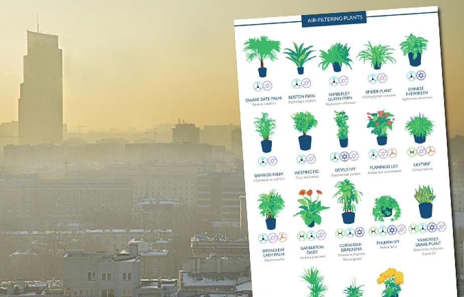 Masz dość smogu? Te domowe rośliny pomogą ci oczyścić powietrze