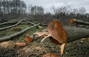 Projekt nowelizacji ustawy ws. wycinki drzew