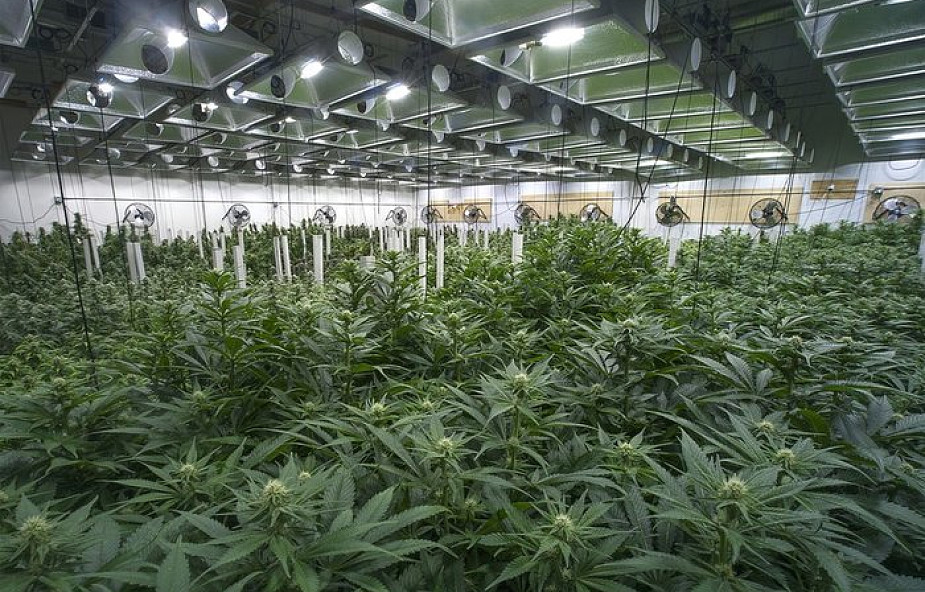 Na giełdzie w Toronto można inwestować w marihuanę