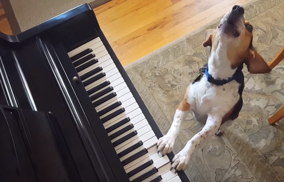 Pierwszy pies, który został pianistą [WIDEO]