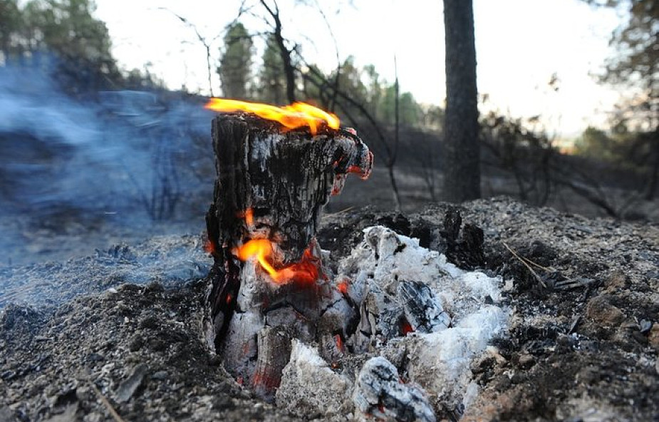 Pożary na Korsyce - setki ewakuowanych, spłonęło już 18 000 ha lasów