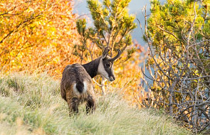W Tatrach żyje 1431 kozic. Przyrodnicy: to niespodziewanie wysoki wynik