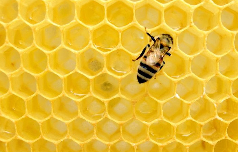 Małe Ciche: podhalańscy pszczelarze na Mszy świętej podziękowali za tegoroczny sezon. "Od pszczół możemy wiele się nauczyć"