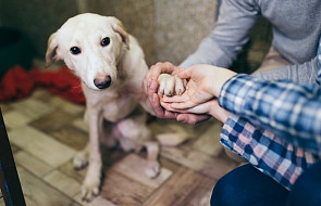 Lubuskie: nowosolski magistrat wstrzymuje adopcję zwierząt w okresie świątecznym