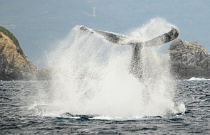 Japonia wznowi komercyjne połowy wielorybów. "Połów będzie dokonywany zgodnie z prawem"