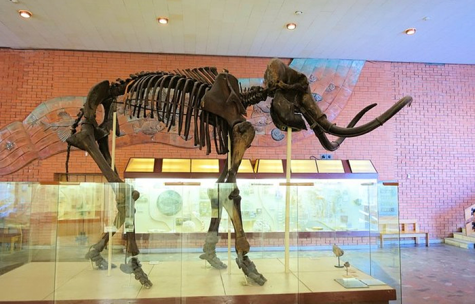 Znaleziono szczątki mamuta na budowie II linii metra w Warszawie. Ich wiek to około 100-120 tysięcy lat!