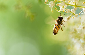 Unia Europejska zakaże stosowania pestycydów szkodliwych dla pszczół