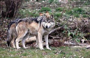 Finlandia: protest w związku z rosnącą liczbą wilków na zachodzie kraju