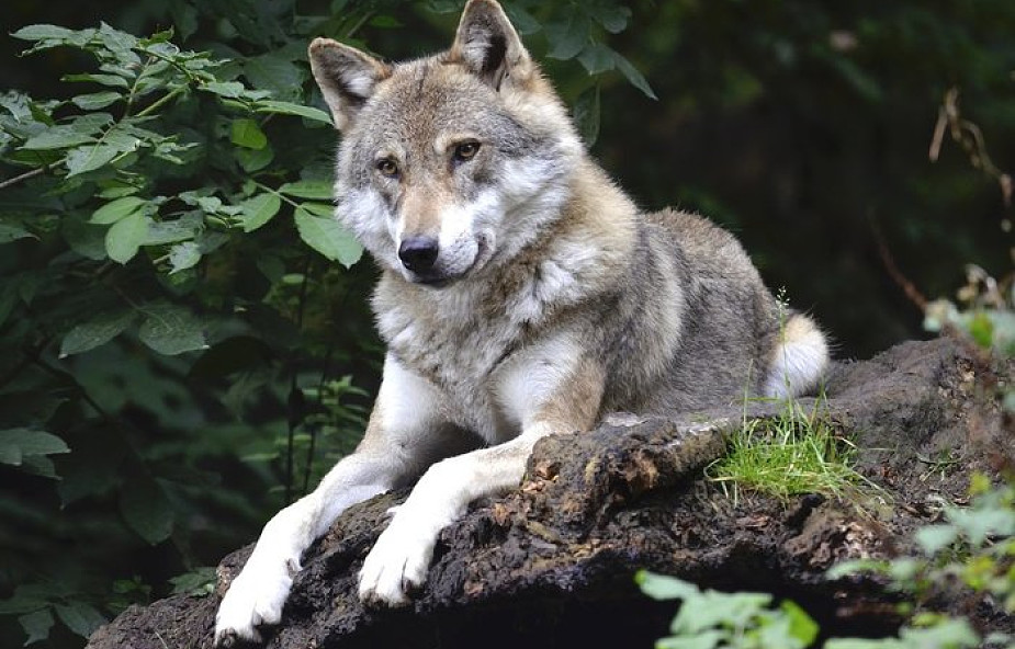 Plany monitoringu wilków w północno-zachodniej Polsce za pomocą... aplikacji mobilnej