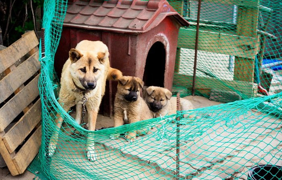 Sąd w Korei Płd.: zabijanie psów na mięso jest nielegalne
