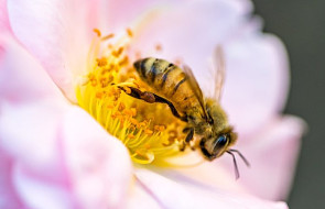 Pszczelarze apelują o ochronę pszczół. Ich wyginięcie może być gorsze od globalnego ocieplenia