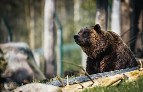 USA: sąd w Montanie uchylił zezwolenie na odstrzał grizzly
