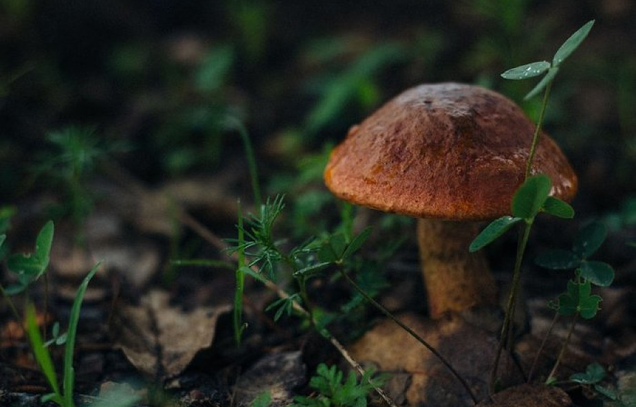 Podlaskie: wystawa żywych grzybów występujących w Puszczy Białowieskiej. "Niemal połowa to gatunki uznane za cenne"