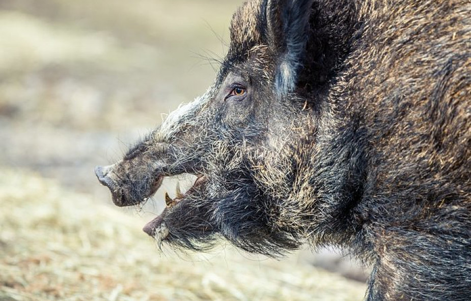 Niemieccy myśliwi odstrzelili rekordową ilość dzików, w celu prewencji przed afrykańskim pomorem świń