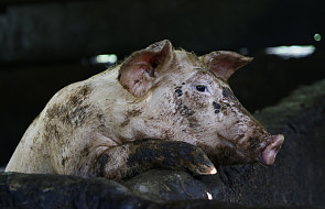 Filipiny: kolejne 3 tys. świń wybito w ramach walki z epidemią ASF