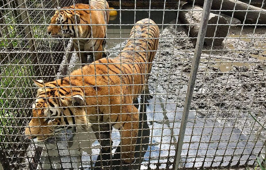Uratowane w Polsce tygrysy w drodze do azylu w Villenie
