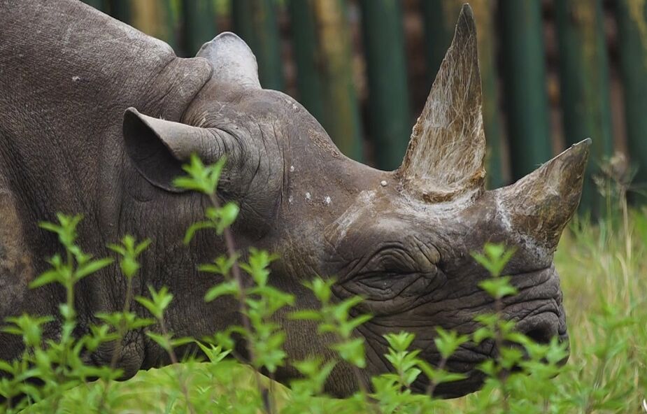 W Tanzani zmarł najstarszy na świecie nosorożec czarny