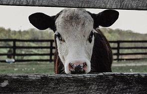 Unia Europejska: mięso z nielegalnego uboju krów w Polsce trafiło do 14 krajów